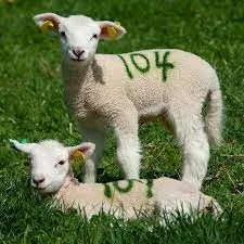Spray Paint Animal Marking Green 300ml SPEZMAS012